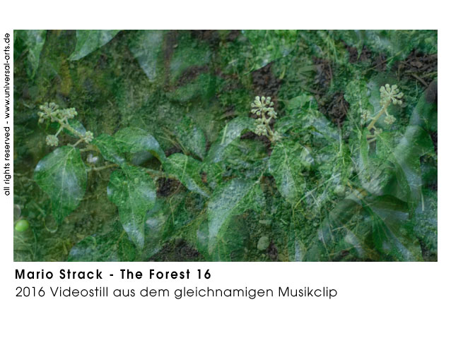 Mario Strack The Forest 16